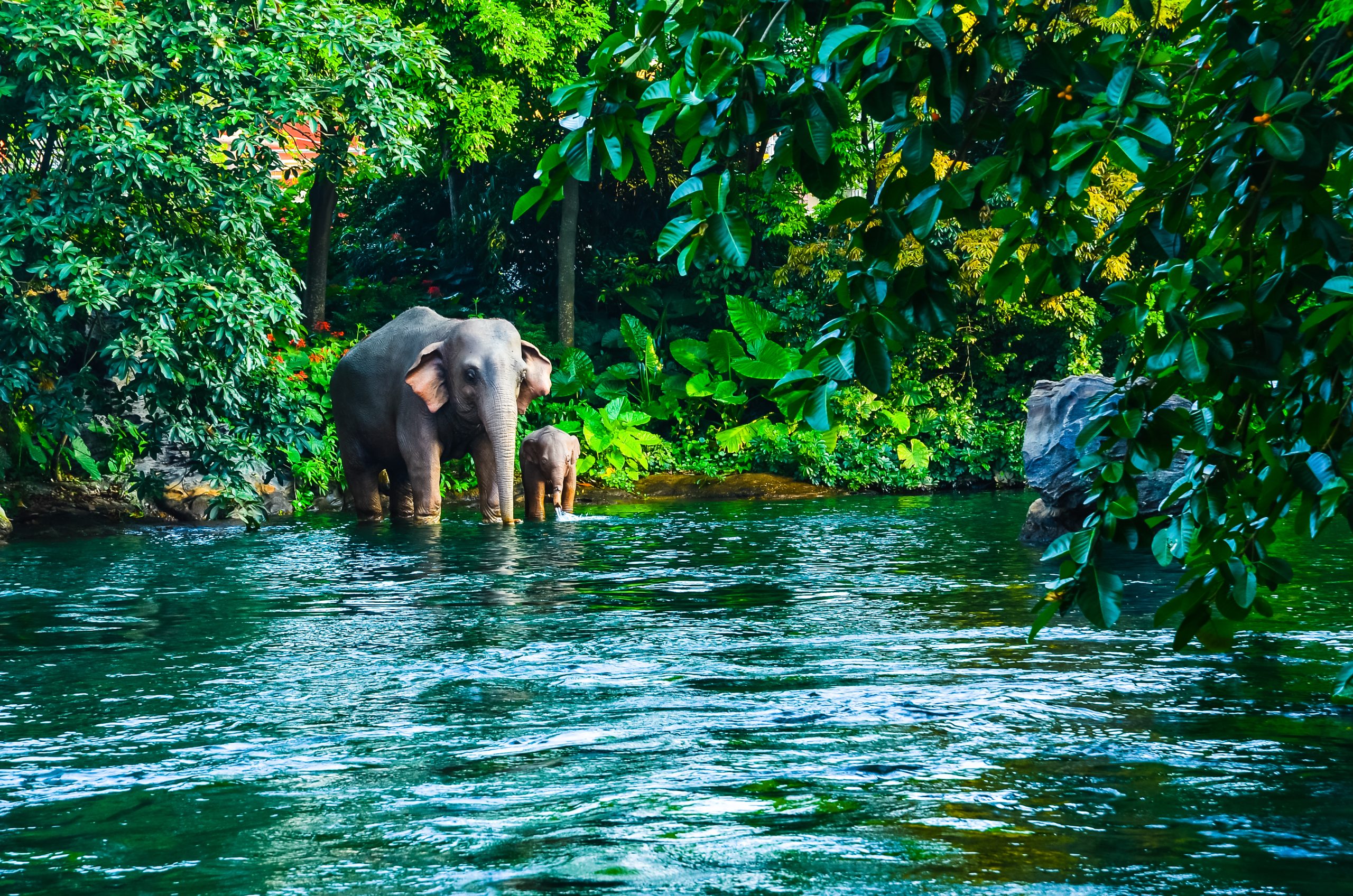 Elephant drinking water by the river